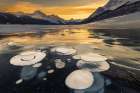 Bubbles, Spray Lake, Canadian Rockies Art Print